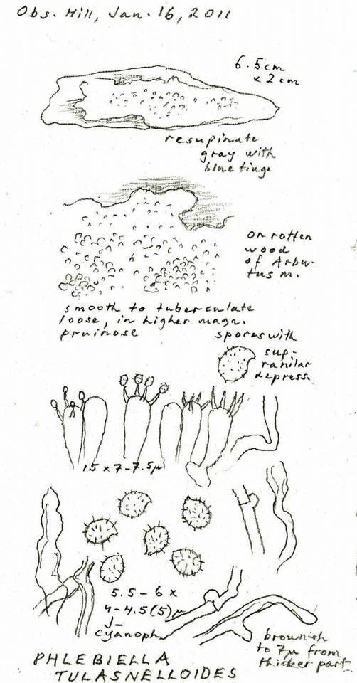 Xenasma tulasnelloideum image