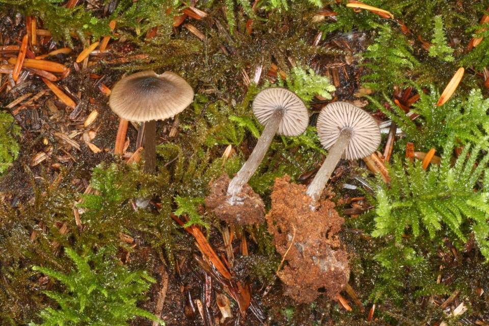 Entoloma lucidum image