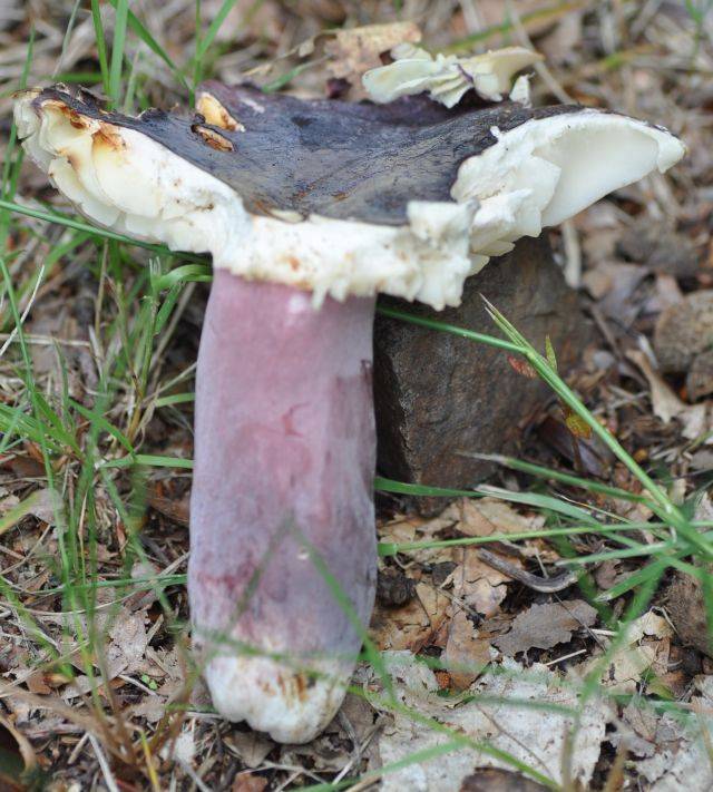 Russula torulosa image