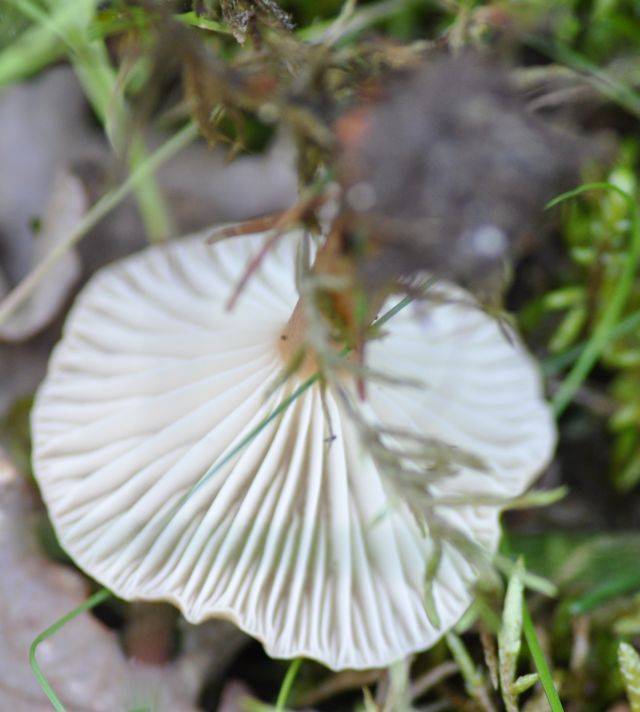 Clitocybe costata image