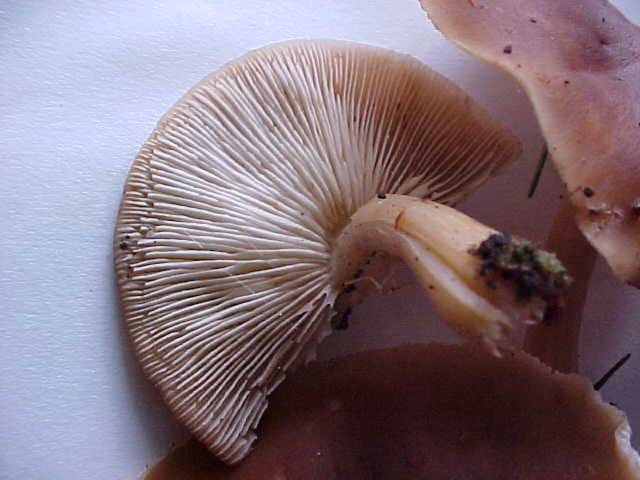 Rhodocollybia badiialba image