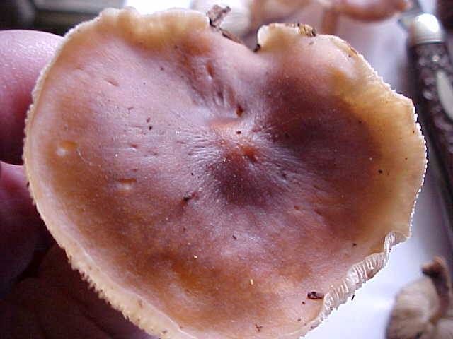 Rhodocollybia badiialba image