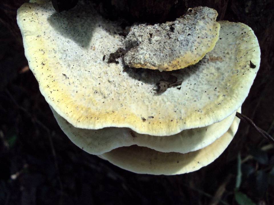 Gyrodontium sacchari image