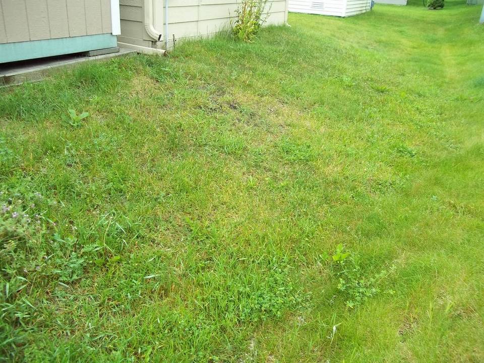 Conocybe cyanopus image