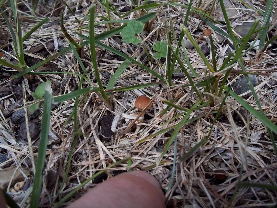 Conocybe cyanopus image