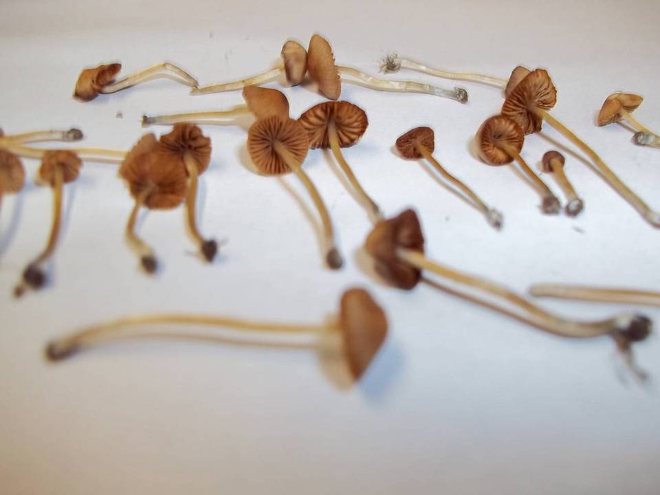 Conocybe cyanopus image