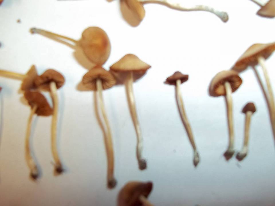 Conocybe cyanopus image