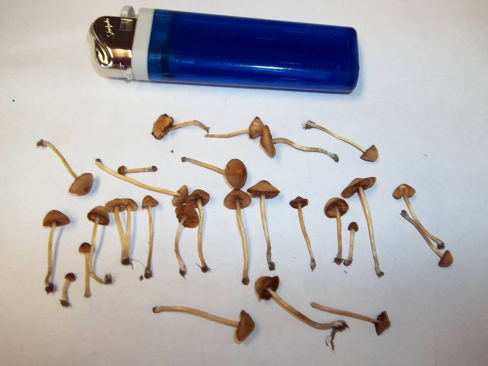Conocybe cyanopus image