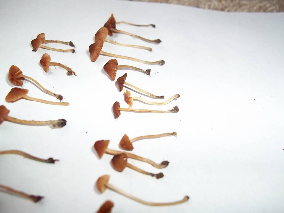 Conocybe cyanopus image