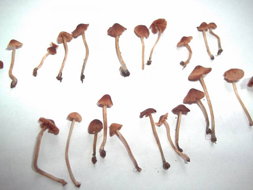 Conocybe cyanopus image