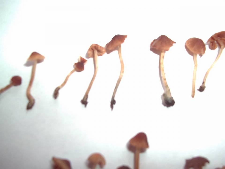 Conocybe cyanopus image