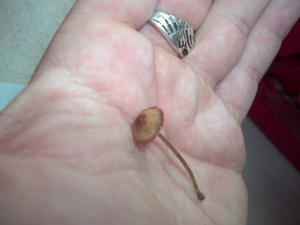 Conocybe cyanopus image