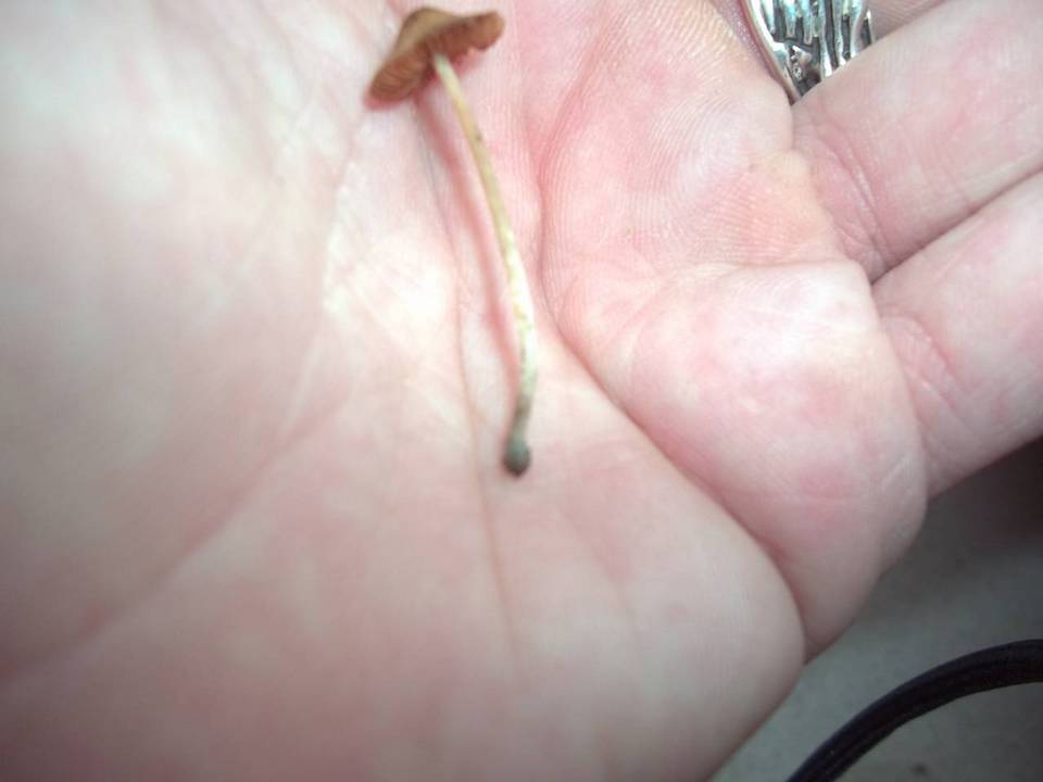 Conocybe cyanopus image
