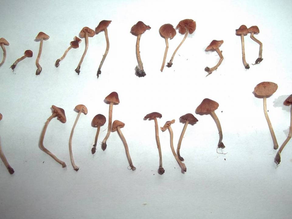 Conocybe cyanopus image