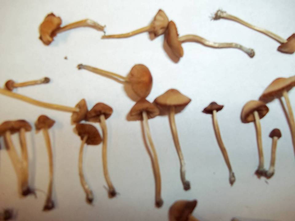 Conocybe cyanopus image