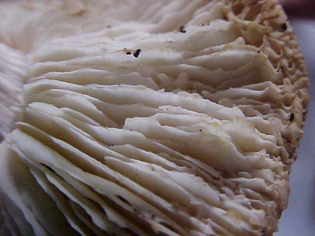 Rhodocollybia badiialba image
