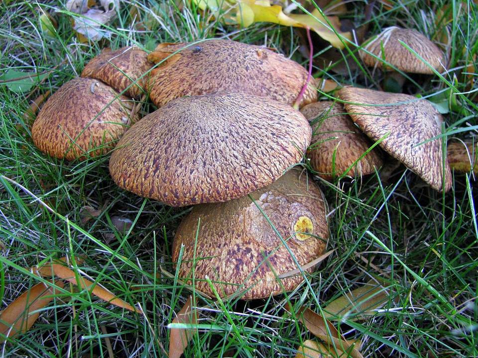 Suillus lakei var. pseudopictus image