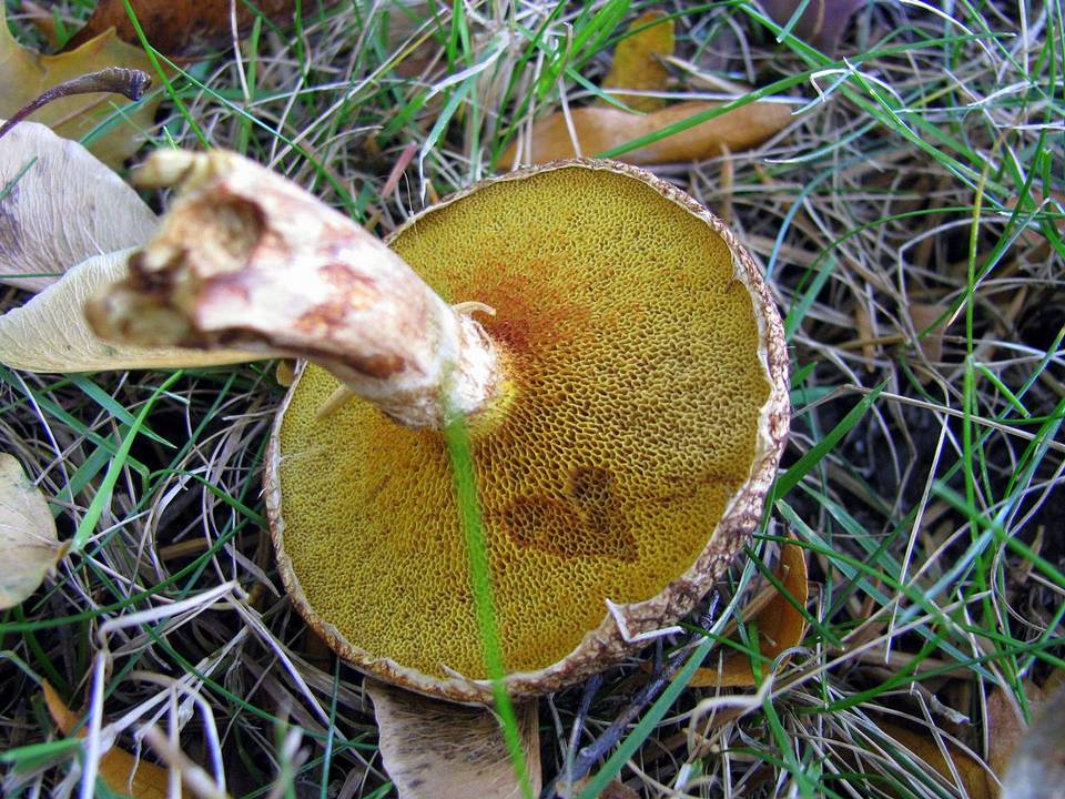 Suillus lakei var. pseudopictus image