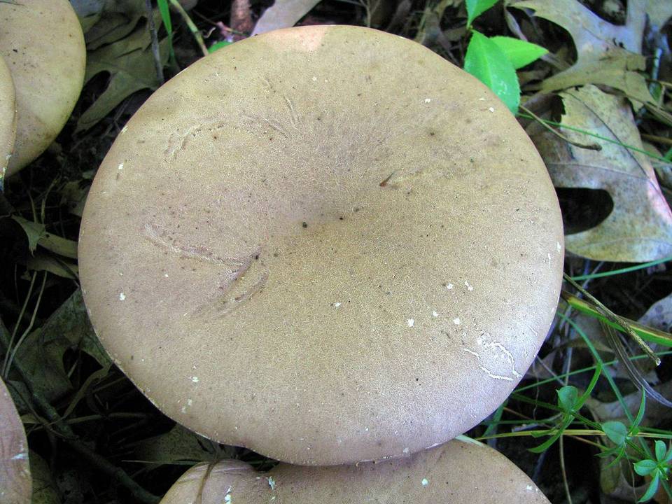Tylopilus rhoadsiae image