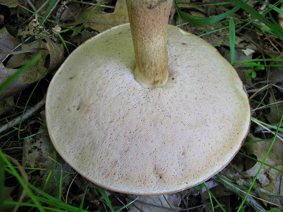 Tylopilus rhoadsiae image