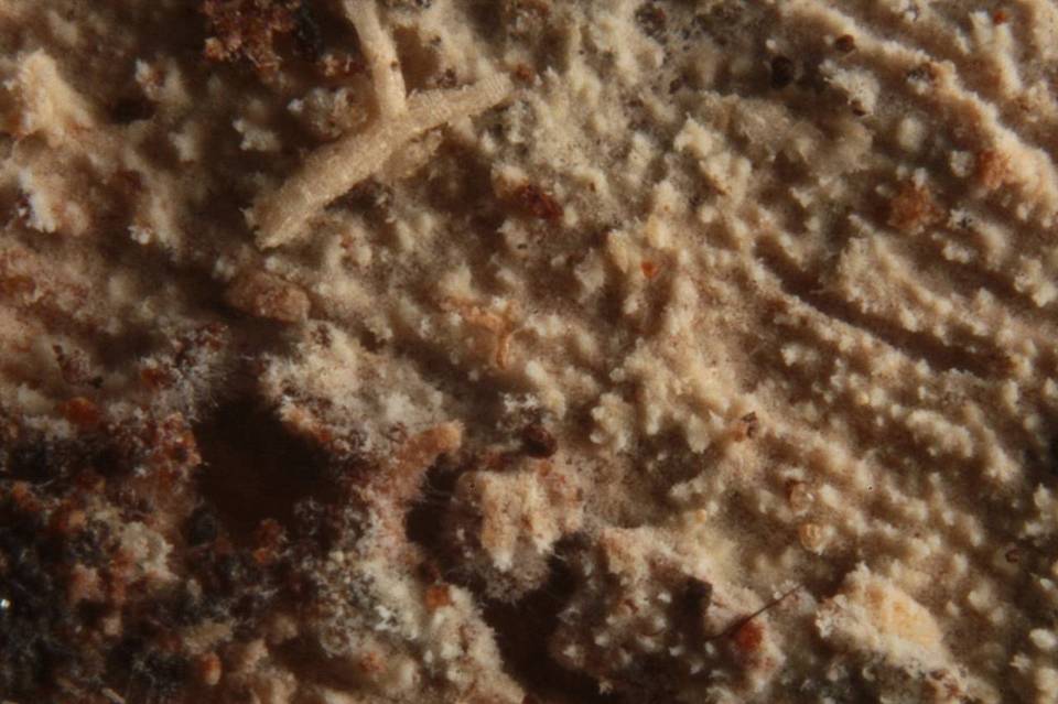 Basidioradulum crustosum image