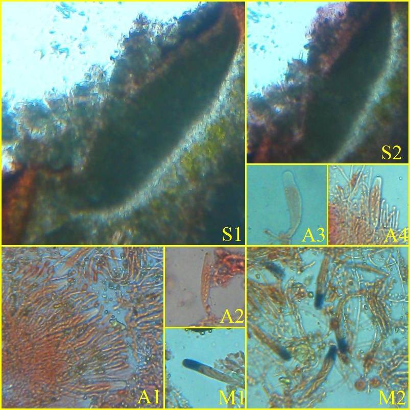 Gyalolechia fulgens image