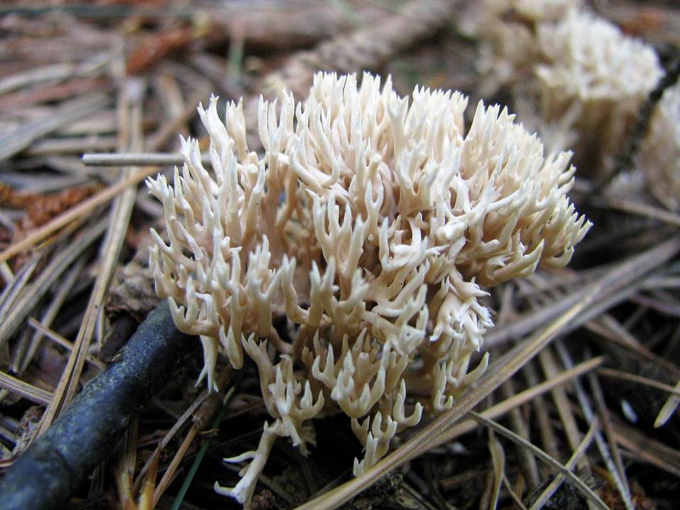 Lentaria micheneri image