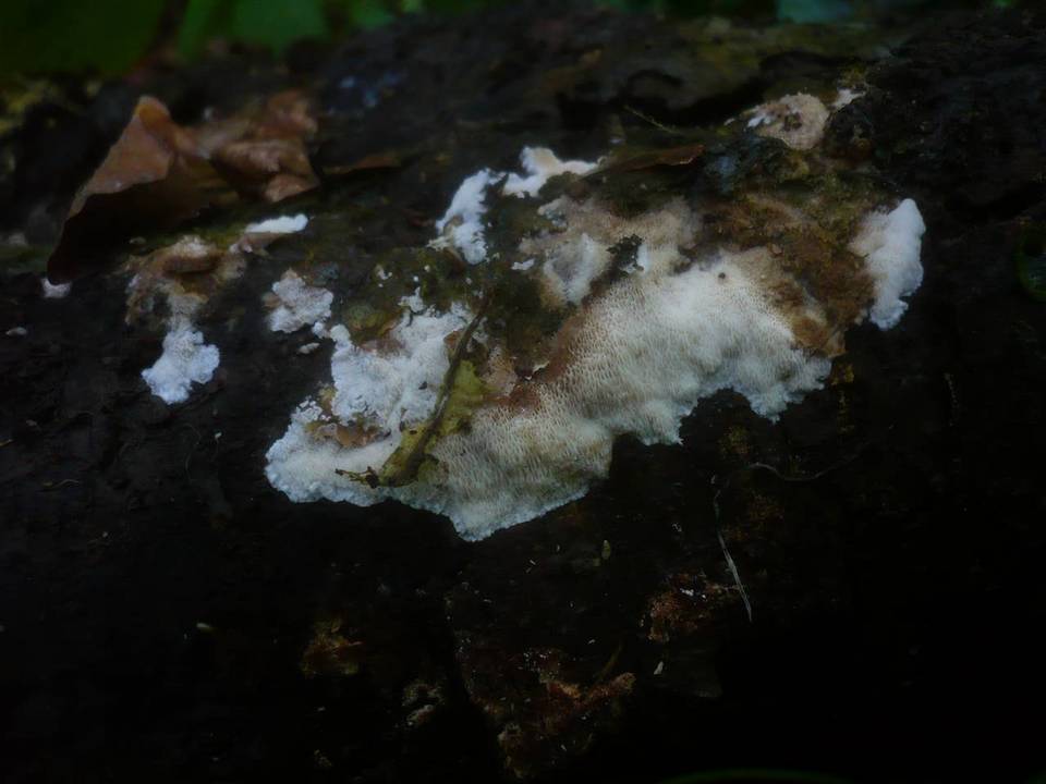 Ceriporiopsis gilvescens image