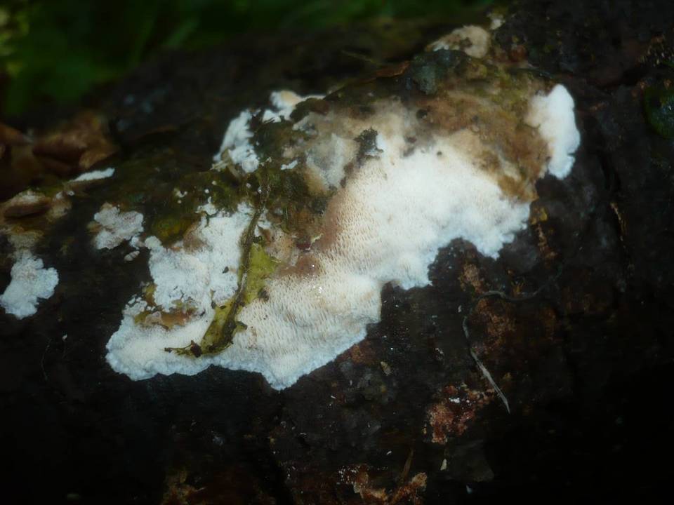 Ceriporiopsis gilvescens image