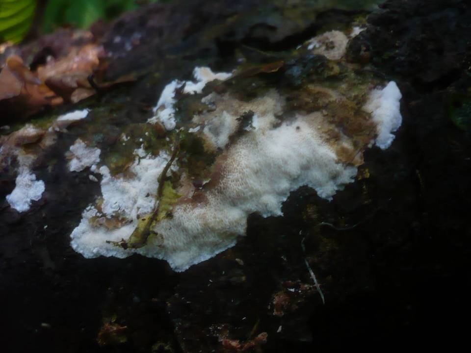 Ceriporiopsis gilvescens image
