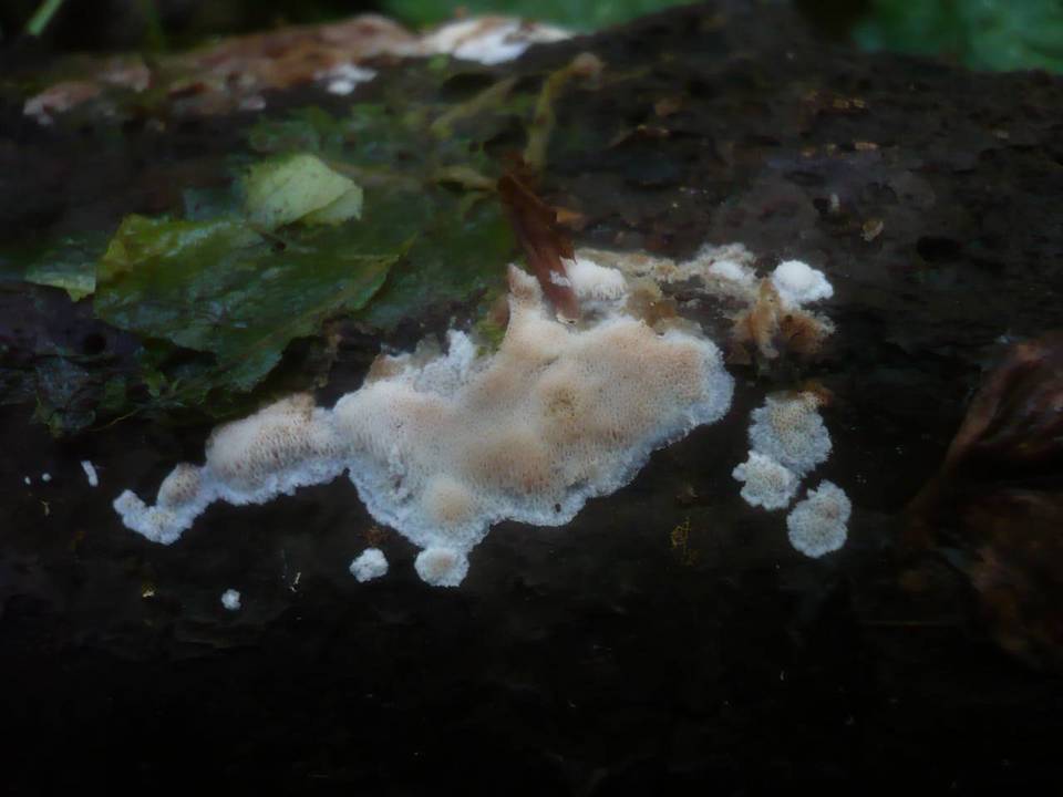 Ceriporiopsis gilvescens image
