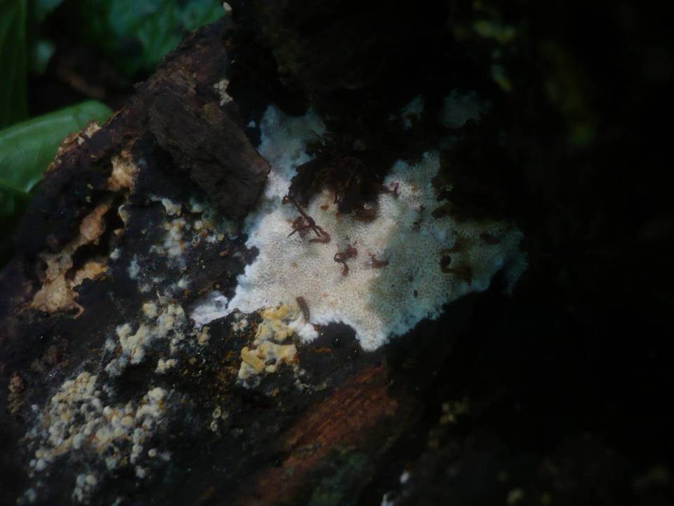 Ceriporiopsis gilvescens image