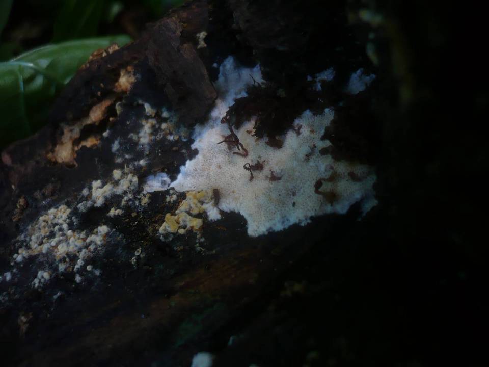 Ceriporiopsis gilvescens image