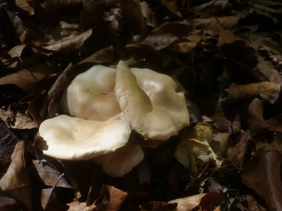 Gymnopus aquosus image
