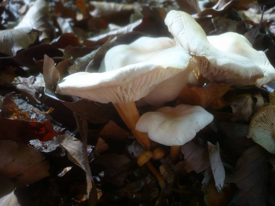 Gymnopus aquosus image