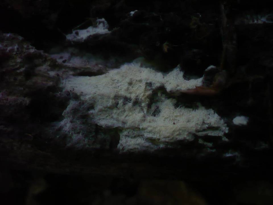 Cristinia helvetica image