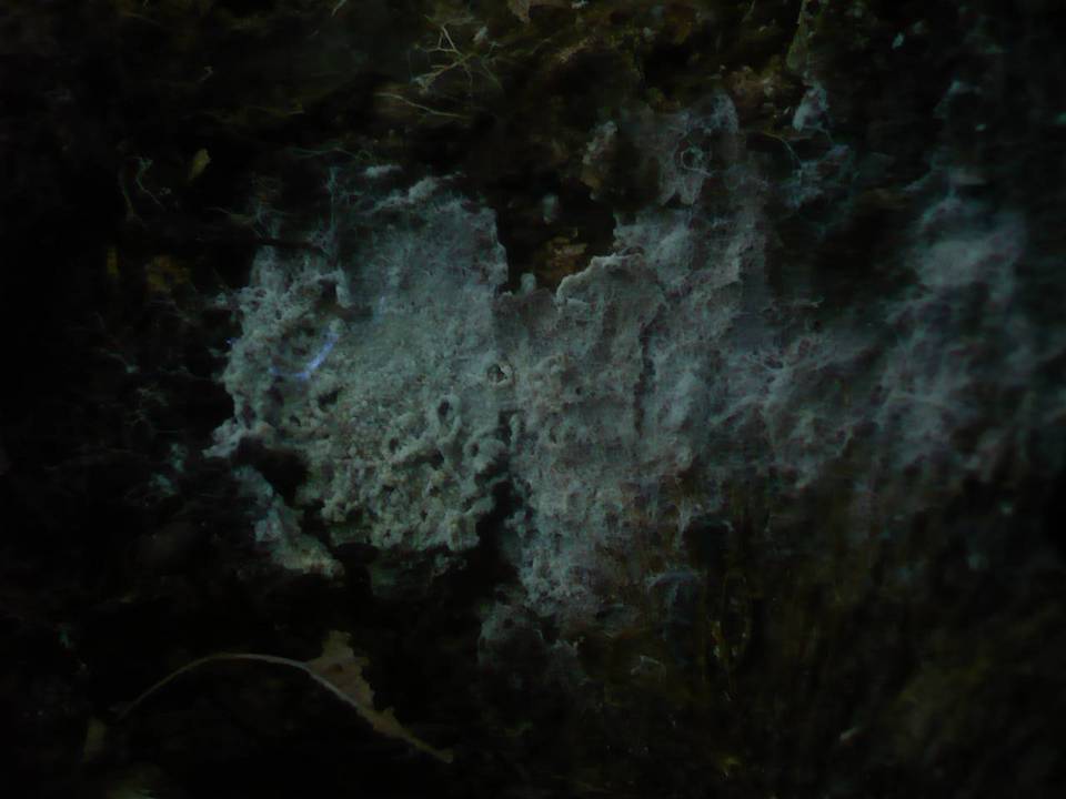 Cristinia helvetica image