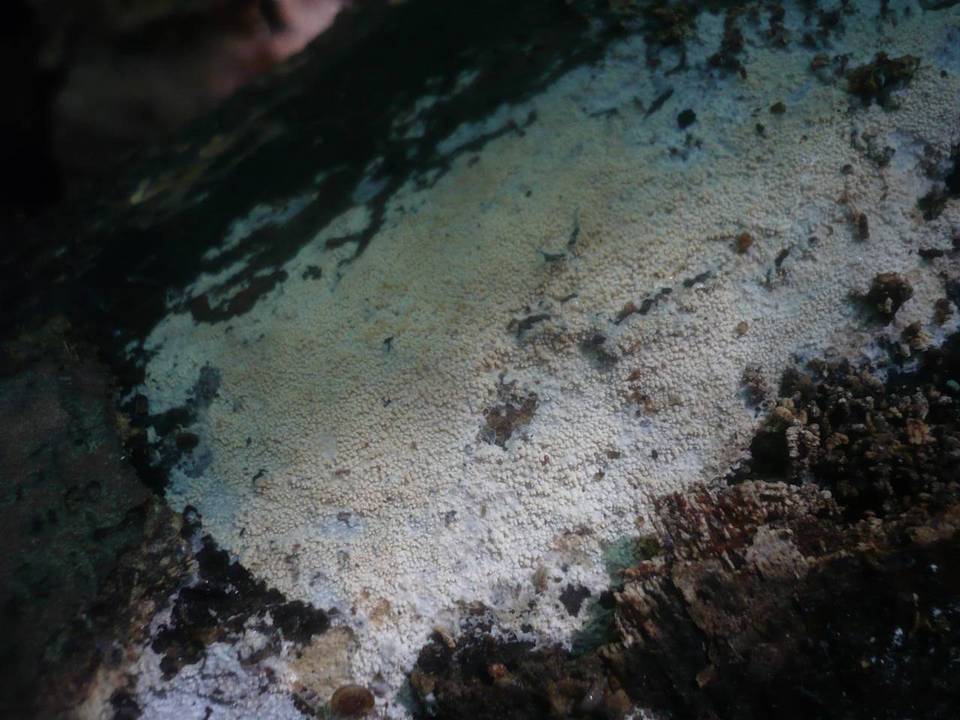 Gloeocystidiellum leucoxanthum image