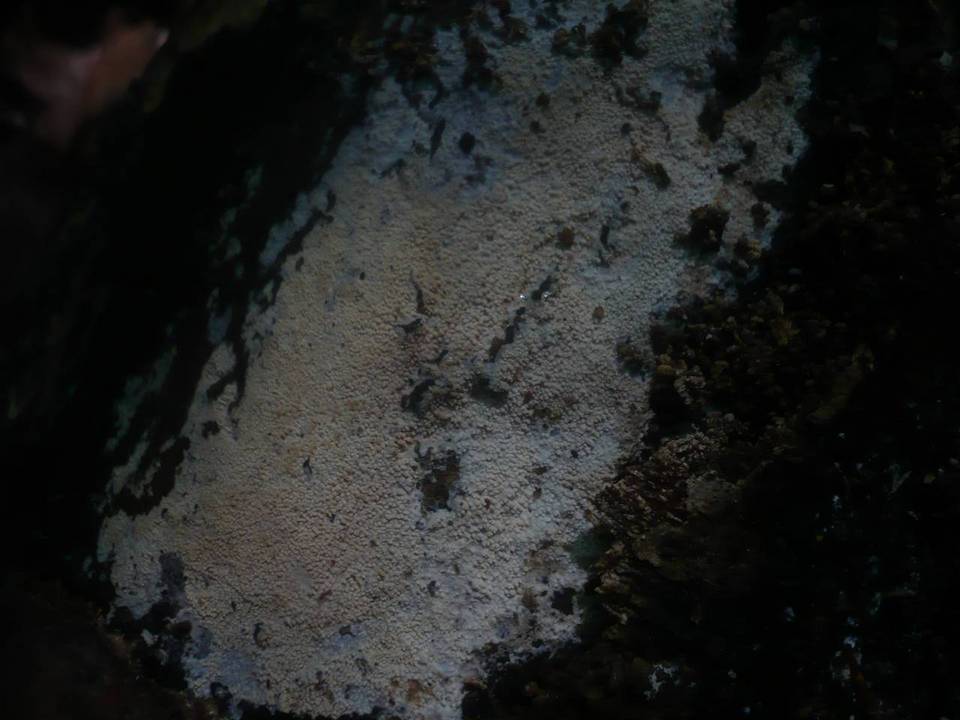 Gloeocystidiellum leucoxanthum image
