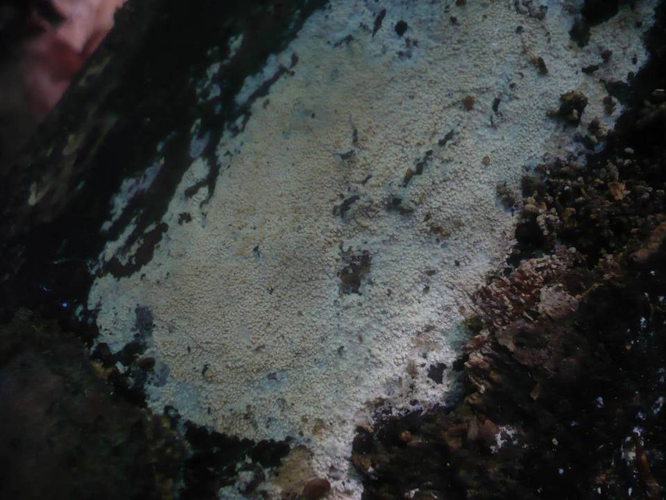 Gloeocystidiellum leucoxanthum image