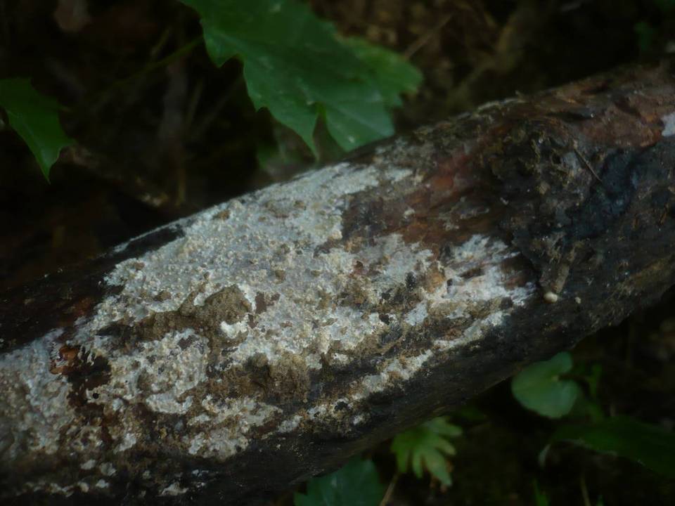 Hyphoderma argillaceum image