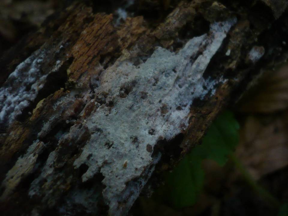 Hyphoderma argillaceum image