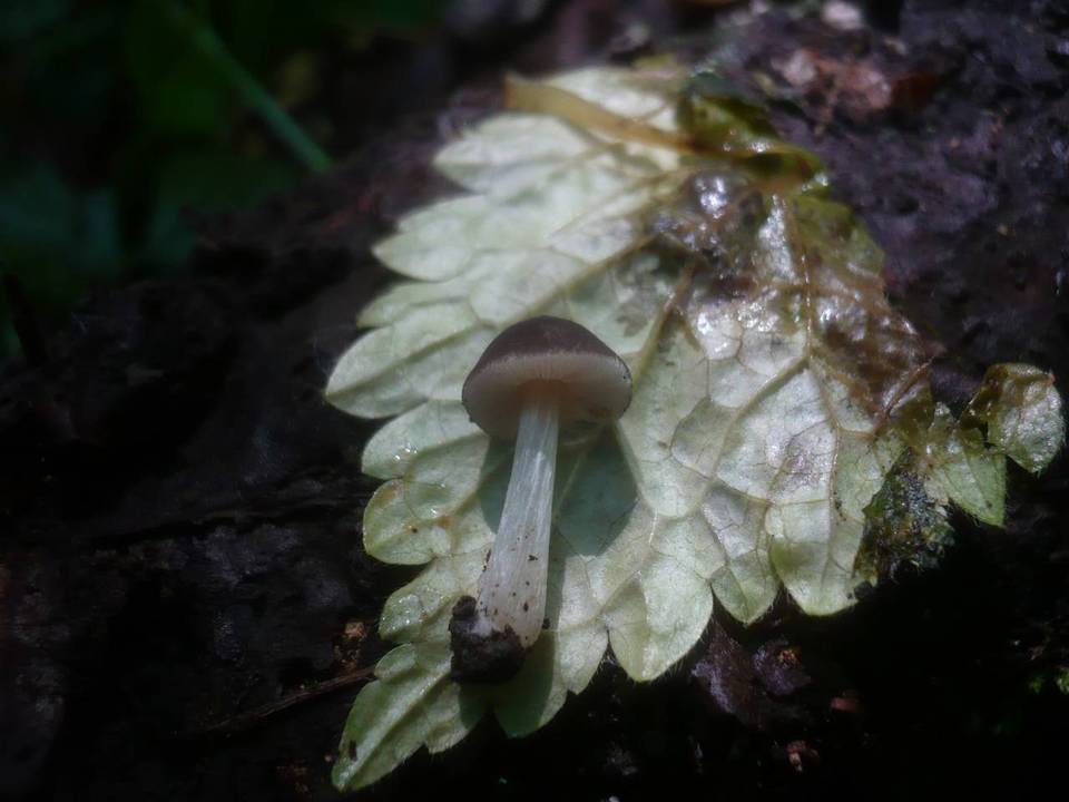 Pluteus nanus image