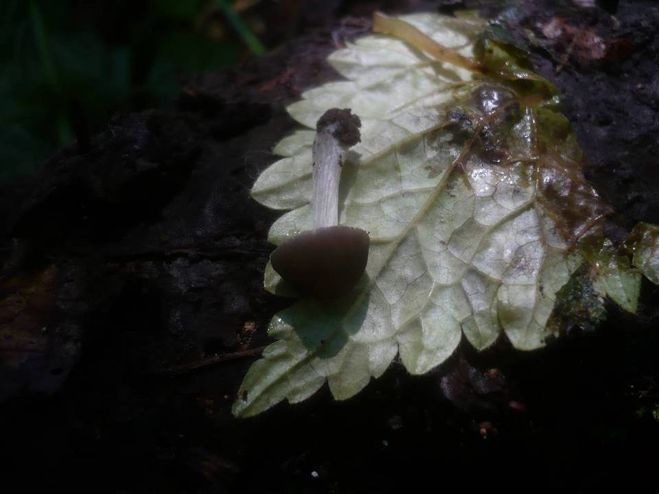 Pluteus nanus image