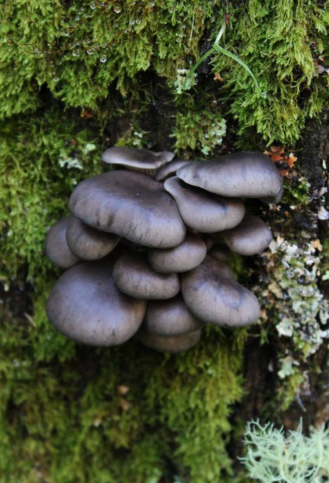 Pleurotus australis image
