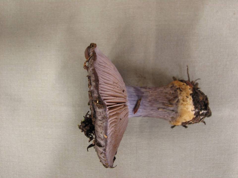 Cortinarius subolivascens image