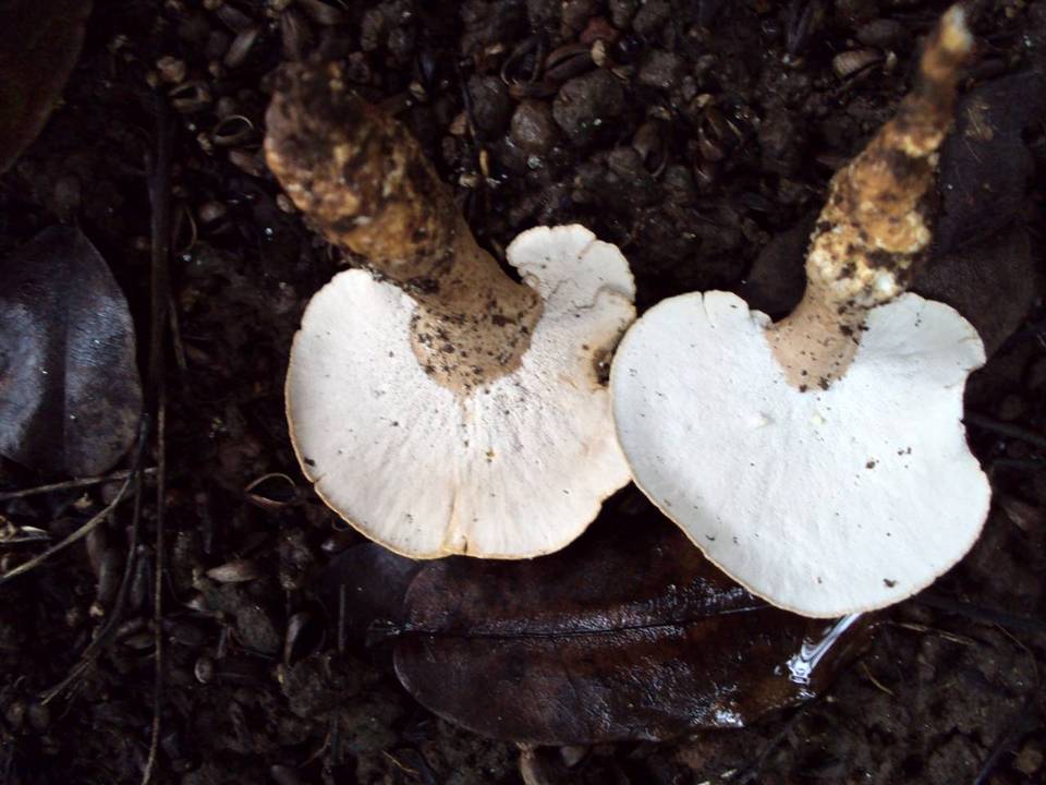 Pseudofistulina radicata image