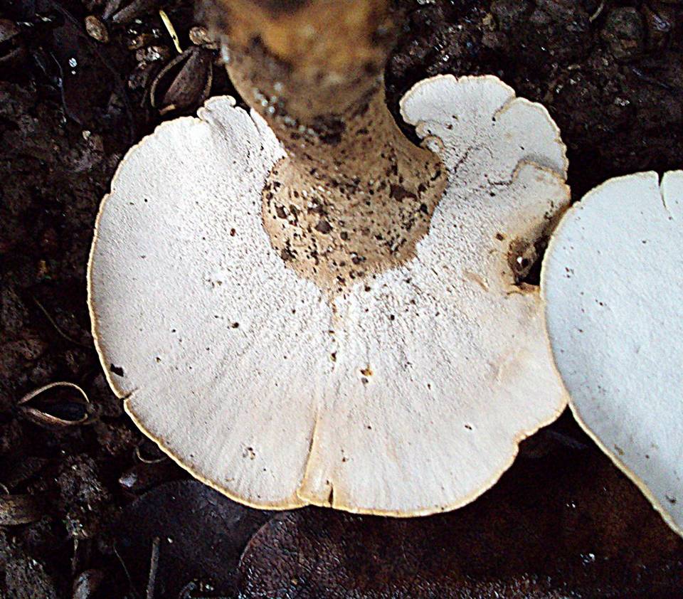 Pseudofistulina radicata image
