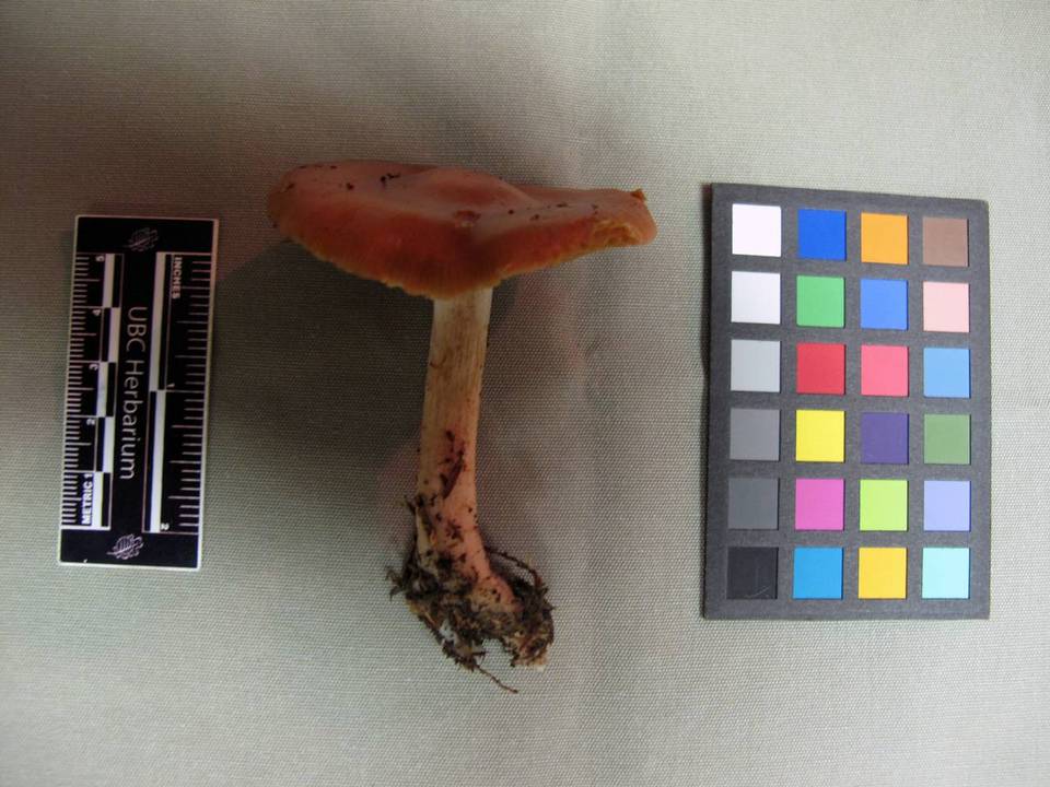 Cortinarius armeniacus image