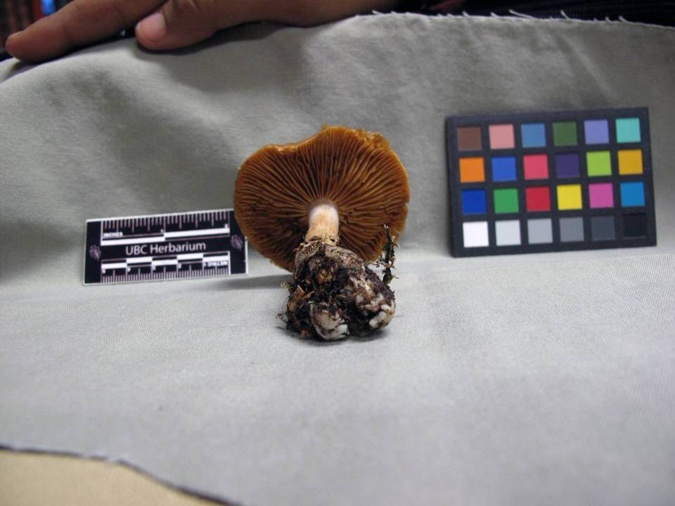 Cortinarius armeniacus image